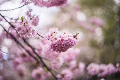 Close-up of pink cherry blossom on tree