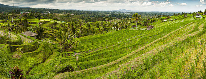 Scenic view of agricultural field against sky