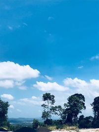 Low angle view of trees against blue sky