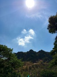 Low angle view of trees against sky on sunny day