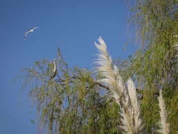 Low angle view of trees against clear blue sky