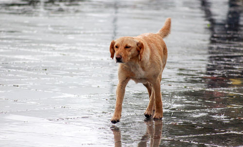 Dog running on wet road