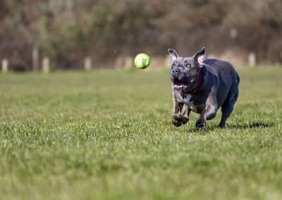 Dog running on the grass after a ball