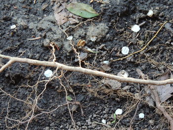 Close-up of leaves