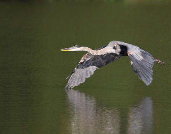 Bird flying over lake