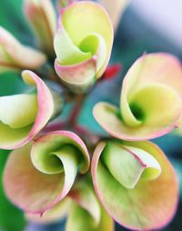 Close-up of pink flowers