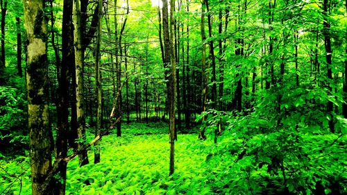 Bamboo trees in forest