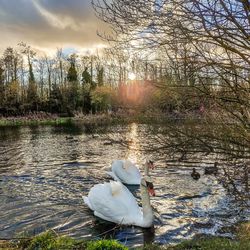 Swan in a lake