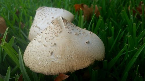 Close-up of mushroom on grass