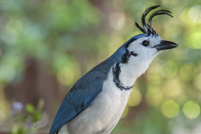 Close-up of a bird looking away