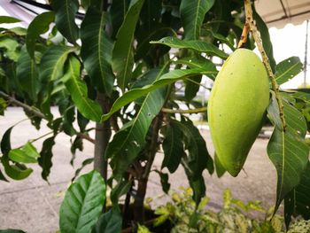 Close-up of fruit growing on tree