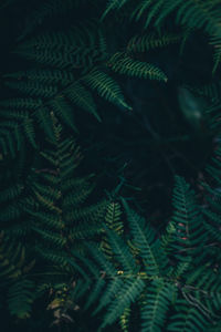 Full frame shot of pine tree