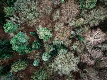 Full frame shot of moss growing on tree trunk