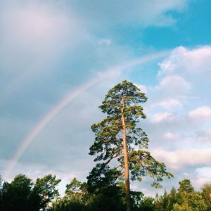 Low angle view of tree against rainbow in sky