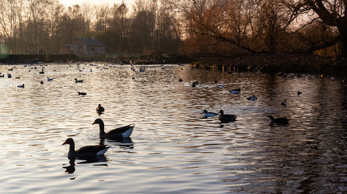 Ducks swimming in lake