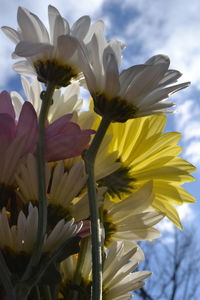 Close-up of white day lily blooming outdoors