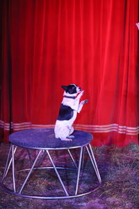 Dog in a circus