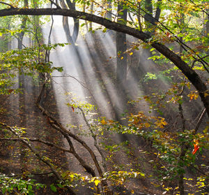 Sunlight streaming through trees in forest