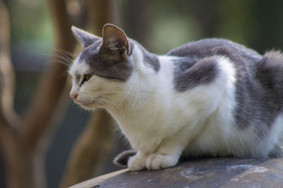 Close-up of a cat looking away