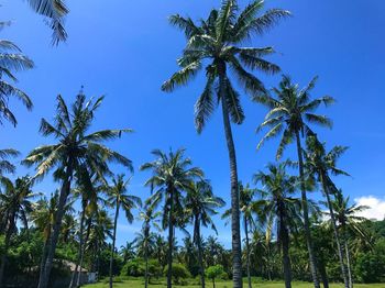 Low angle view of coconut palm trees against blue sky