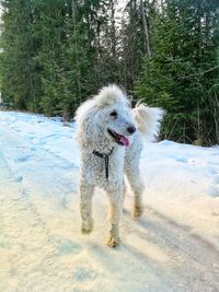 Dog on snow during winter