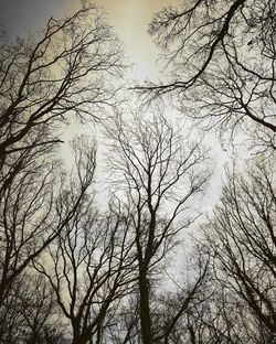 Low angle view of tree against sky