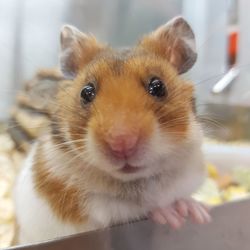 Close-up of hamster