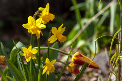 Close-up of yellow flowering plant on field