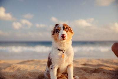 Dog on the beach