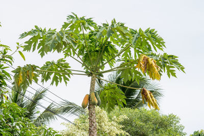 Low angle view of palm tree against sky