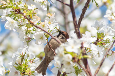 Close up of sparrow perching on cherry blossom in spring