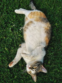 High angle view of cat on field