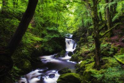 Scenic view of waterfall in forest