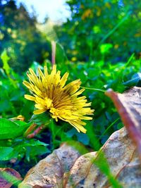 Close-up of yellow flowers