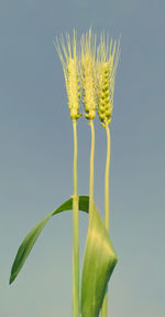 Close-up of yellow flowering plant against sky