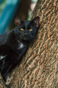 Close-up of cat