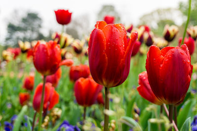 Close-up of red tulips during rainy season