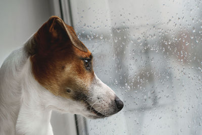 Sad dog is lying on the window and waiting for the owner.