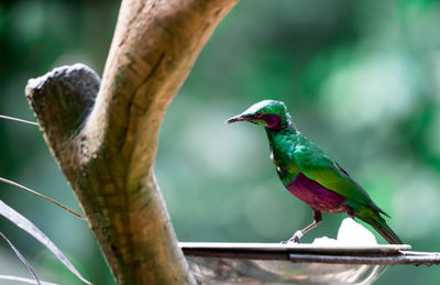 Close-up of bird perching on branch