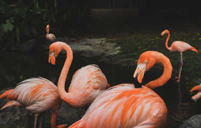 Flamingos in a lake