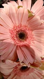 Close-up of pink flower