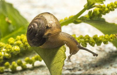 Close-up of snail on plant