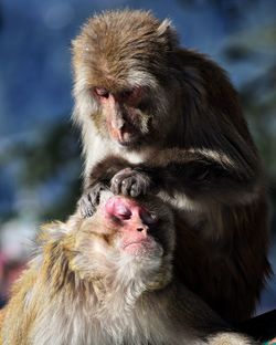 Close-up of monkey helping his friend 