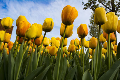 Close-up of yellow flowers growing in field