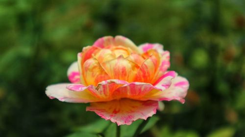 Close-up of pink flower