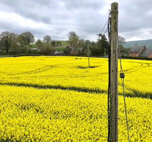 rapeseed