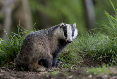 Close-up raccoon on field