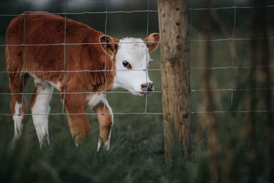 Horse in a fence