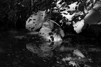 Leaves on tree trunk