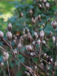 Close-up of plant against blurred background